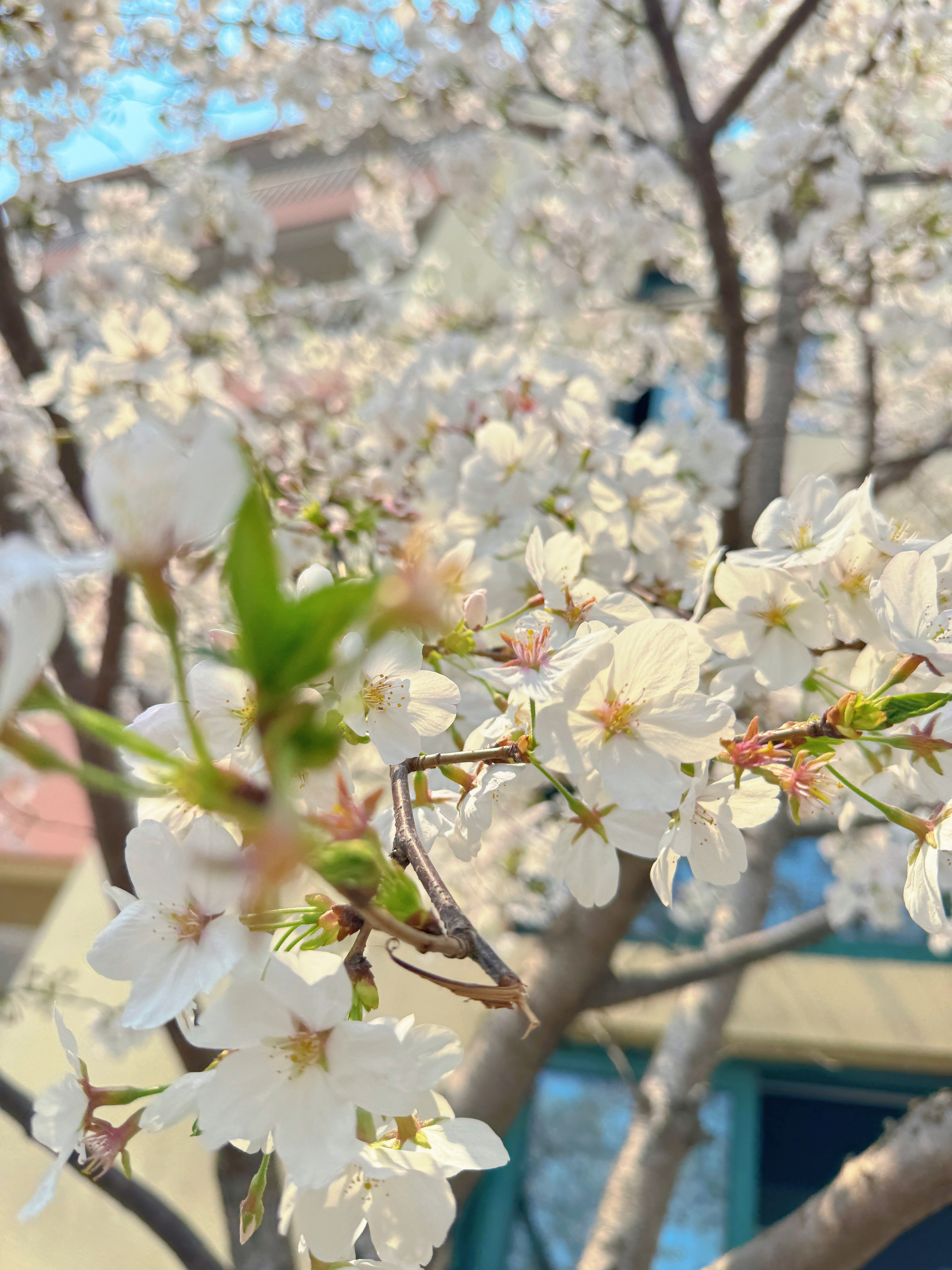 20.苏州市吴中区临湖第一中心小学+练佳怡+《樱赴校园春》