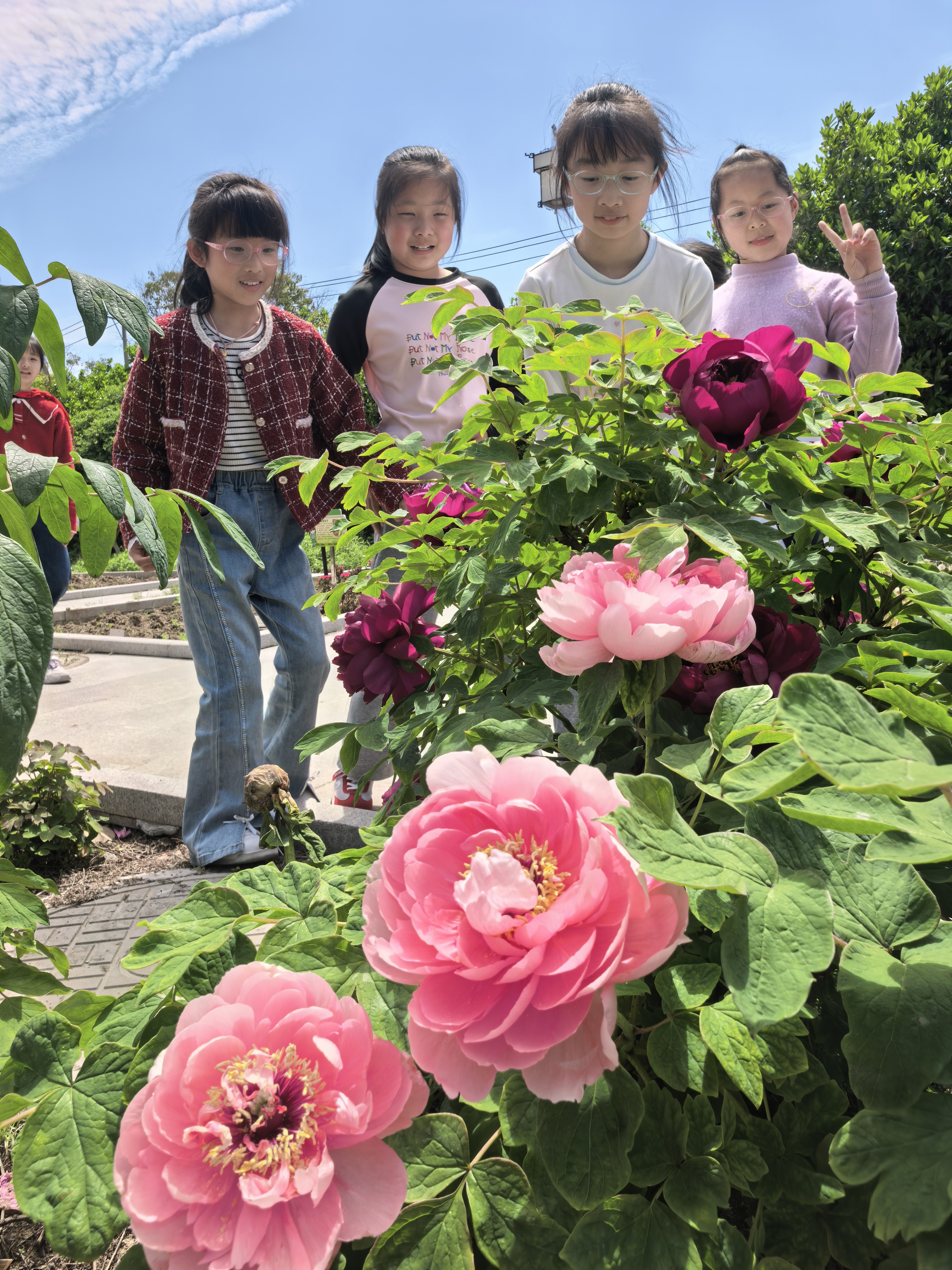 25.苏州市吴中区临湖第一中心小学+王晓冬+《春遇牡丹》